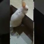 CUTE RABBIT TRYING TO GET OUT OF BOX || CUTE PETS || RABBIT