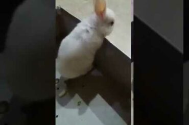 CUTE RABBIT TRYING TO GET OUT OF BOX || CUTE PETS || RABBIT