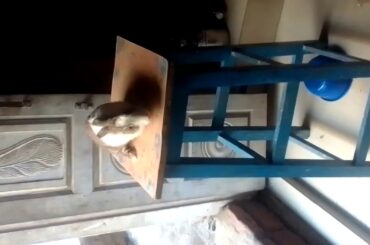 MY CUTE RABBIT !! N.P.MESHWAR