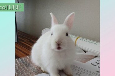 Baby rabbit (ASMR)