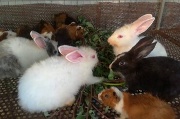 Rabbits Eating Vegetables Together - Funny Baby Bunny Rabbit Videos Compilation - Cute Rabbit