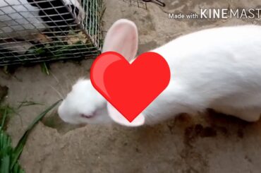 A CUTE RABBIT PLAYING WITH ME ||RITIK KUMAR ||TRYING TO CUT MY FINGER  AND I ENJOYED | #CUTERABBIT