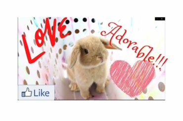 Cutest Bunny In The World #bunny #adorable #sweet