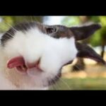 New Latest 2020/Cute Rabbits/Funny an cute Bunny/Bunny Lovers 2020