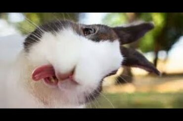 New Latest 2020/Cute Rabbits/Funny an cute Bunny/Bunny Lovers 2020