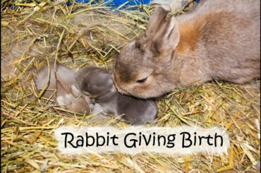 Rabbit giving birth to four kittens (kits)