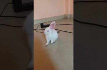 Adorable baby rabbit noticing sounds!
