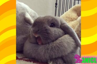 Bunny Cuteness Overload