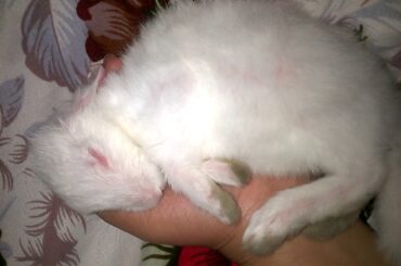 Cute Peppy sleeping on my hand | My pet bunny 🐰