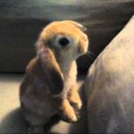 The Very Cutest Bunny on Earth: Mailon