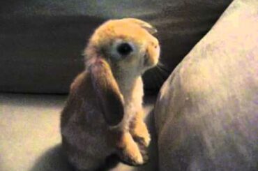The Very Cutest Bunny on Earth: Mailon