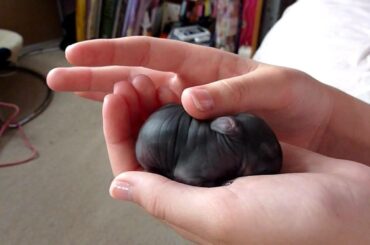 1 day old baby rabbit