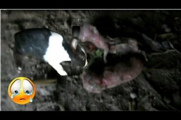 Cute bunnies dead || Cute rabbits