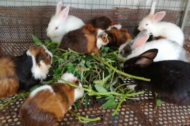 Rabbits Eating Vegetables - Funny and Cute Baby Bunny Rabbits Videos - Baby Rabbits Animal Videos