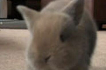 Baby Bunny Rabbit - Ready For My Close Up