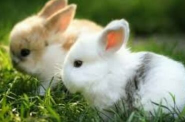 How to baby rabbits|| cutes baby rabbits || cute hen|| village life i n Punjab pakiatan