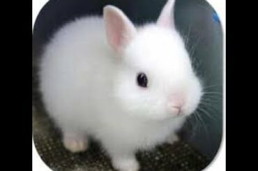 New Latest 2020/Cute Rabbits/Funny an cute Bunny/Bunny Lovers 2020