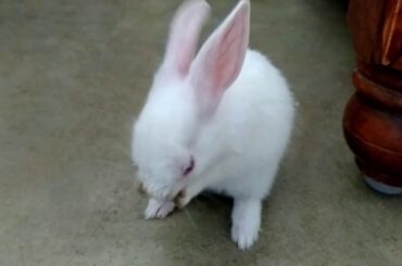 My Cute Bunny Washing Face 🐰🐰🐰🐰🐰 | Cute Bunny | Funny Videos🤣🤣🤣🤣