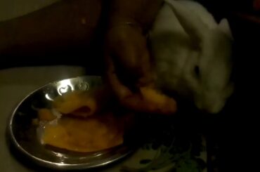 MY CUTE RABBIT IS EATING PAPAYA