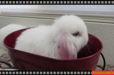 Funny Baby Rabbit Videos - Cute Baby Rabbits - Cute Bunnies Video