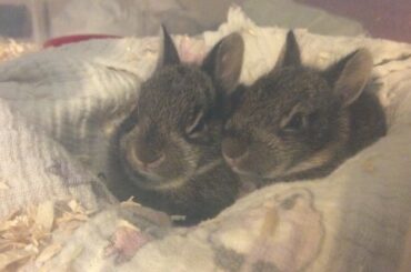 Adorable Baby Bunnies 🐰😍🐰😍