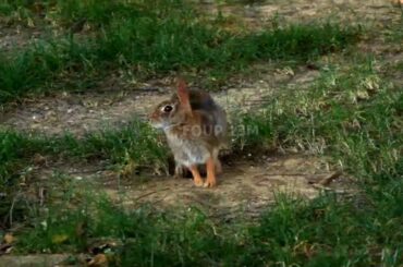 Funny and Cute Baby Bunny Rabbit Videos 🐇 Baby Animal Video Compilation 2020