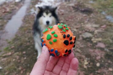 cute cats,dogs and bunny rabbits video compilation video 2020. lindos gatos perros y conejos