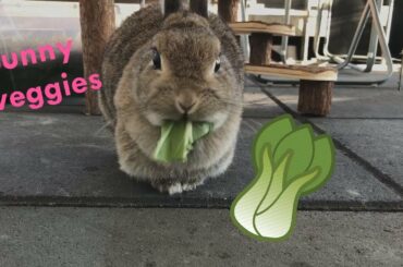 Cute bunny eating veggies