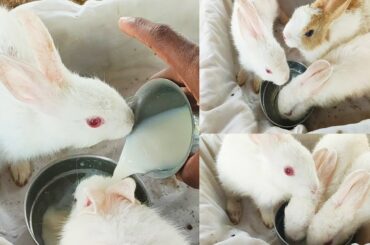 அழகாக பால் குடிக்கும் முயல் குட்டிகள் / Cute Bunnies / Rabbits / முயல் வளர்ப்பு