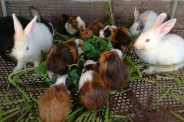 Funny and Cute Baby Rabbit Videos - Cute Rabbits Eating Vegetables - Cute Baby Rabbi Videos - Rabbit