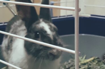 The Cutest Bunny The Grey
