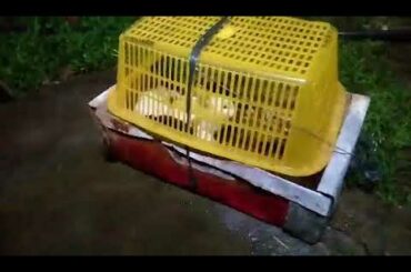 My 5 Cute Baby Rabbits from Bugs & Bunny