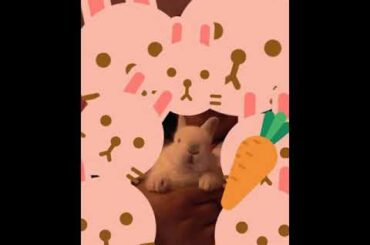 That my baby bunny 🐰🐇