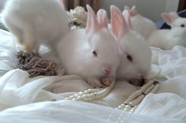 Cute bunnies Play time # 02