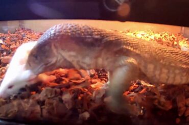 Could Simba Play Fuzzy Bunny