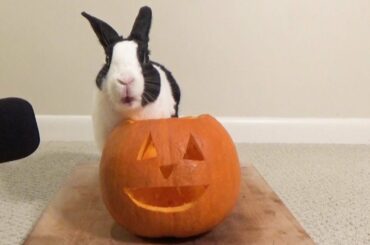 Rabbit eating pumpkin for Halloween! ASMR