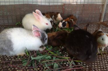 Rabbits Eating Vegetables In Cage - Rabbits Eating -  Cute Rabbits - Cute Baby Rabbits Eating Videos