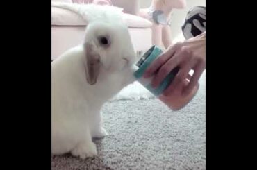 VERY CUTE RABBIT