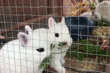 This is ours baby rabbits eating YouTube video.