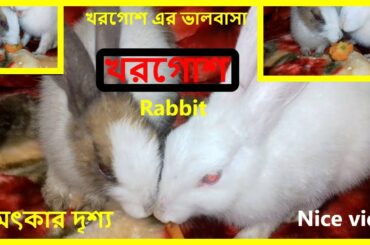 Funny And Cute Rabbit beautiful playing moment video|khorgos|খরগোশ.