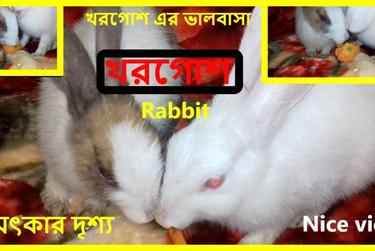 Funny And Cute Rabbit beautiful playing moment video|khorgos|খরগোশ.