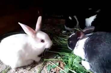 Cute Rabbits and parrots