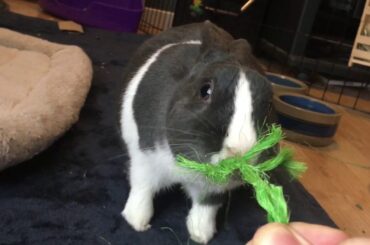 Cute Bunny Likes Destroying Things