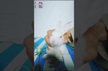 Cute(❣️) rabbit(🐇) baby with red eyes(👀)