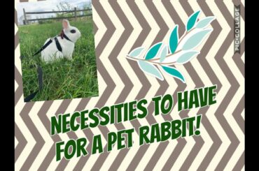 Necessities to Have For a Pet Rabbit! #rabbit #bunny #cute