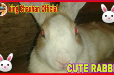 [[CUTE RABBIT STATUS]]Full Hd VIDEO||2020||M.R.P.CHAUHAN