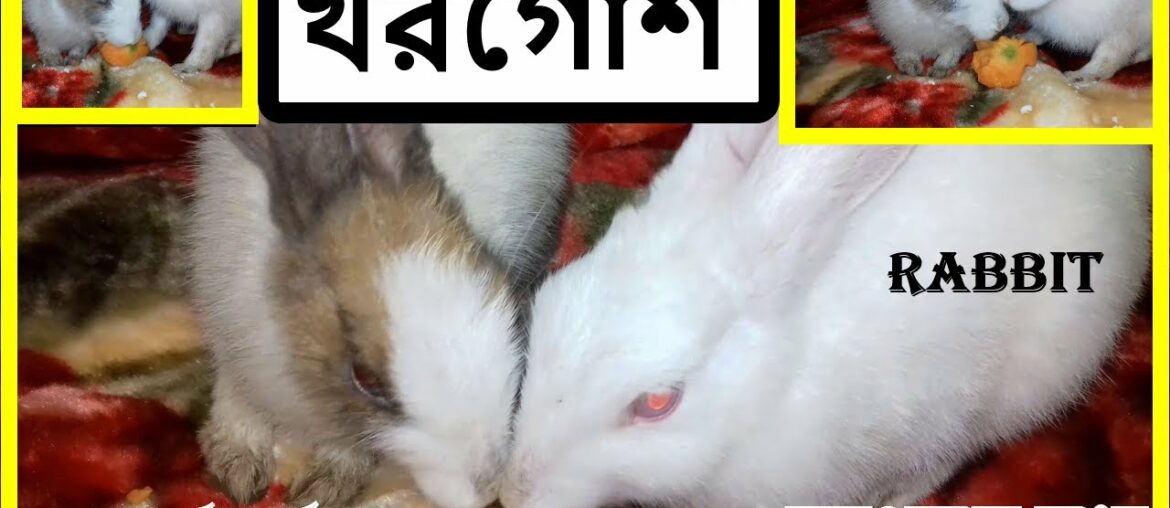 Cute Rabbit beautiful playing moment video|Rabbit love story|khorgos|খরগোশ.