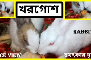 Cute Rabbit beautiful playing moment video|Rabbit love story|khorgos|খরগোশ.
