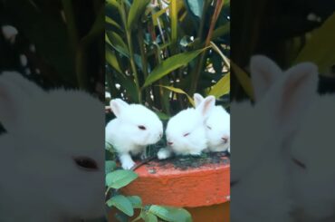 Cute Baby Rabbit Videos ||  Animal Video Compilation 2020 || Rabbits Love