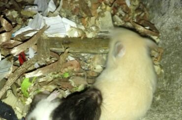 Rabbit is this cute?